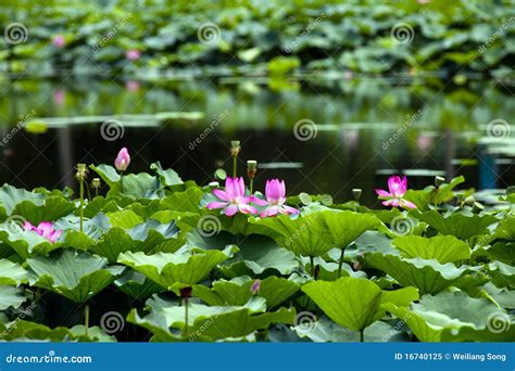 蓮池公園，一個適合漫步和享受自然風光的地方！